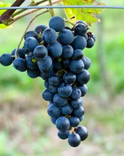 Winogrona kupidyna