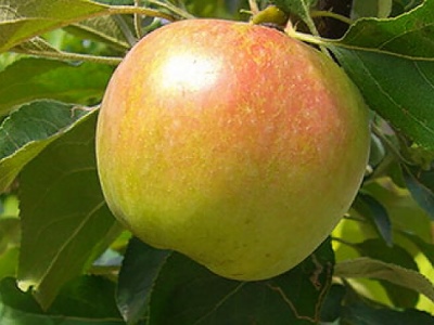 Jabłoń Bałtycka