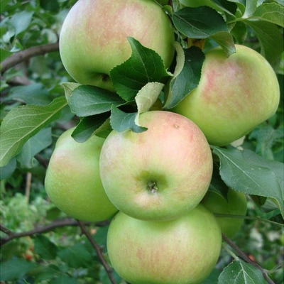 Jabłoń Bogatyr
