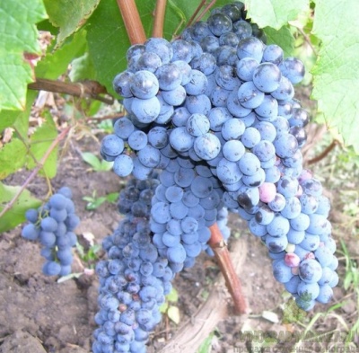 winogrona dalekowschodnie