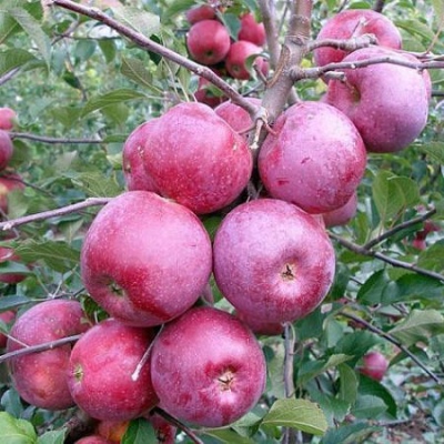 Jabłoń Florina