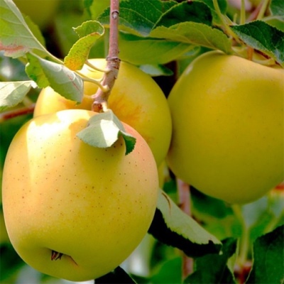 Jabłoń Golden Delicious