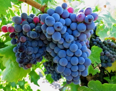 Winogronowy Grenache Noir