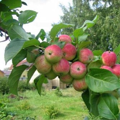 Jabłoń Gruszówka Moskwa