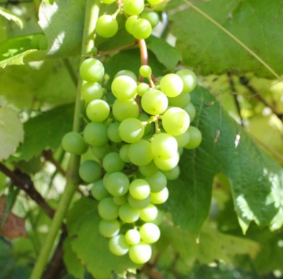 Winogrona Lubawskie