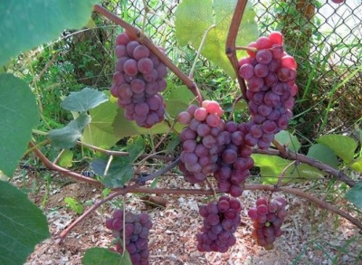 Winogrona Lucille