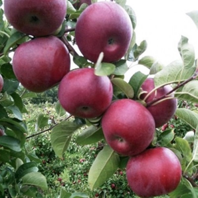 Apple Macintosh