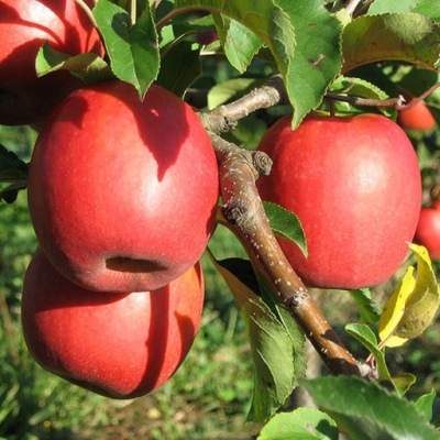 Jabłoń Różowa Pani