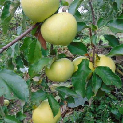Zwycięstwo jabłoni