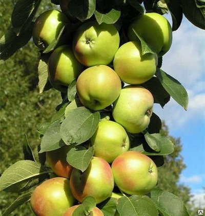 Kolumnowy Prezes Apple