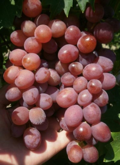 Winogrona Prima (Pavlovsky E.G.)