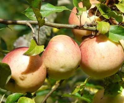Jabłoń Sokołowskoje