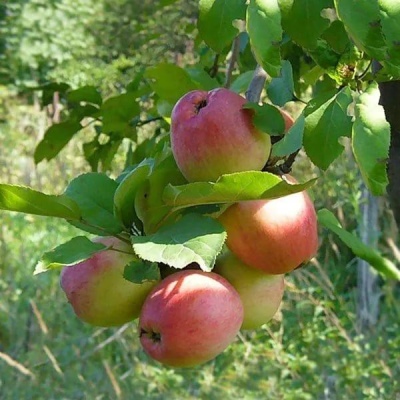 Jabłoń Sun