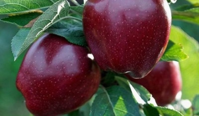 Jabłoń Starkrimson