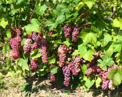 Traminer różowe winogrono (Gewurztraminer)