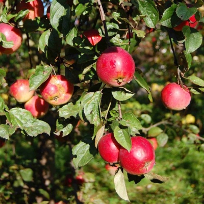Jabłoń Gwiazdka