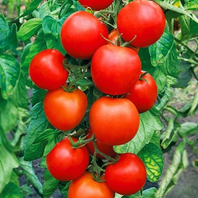 Pomidorowa Afrodyta