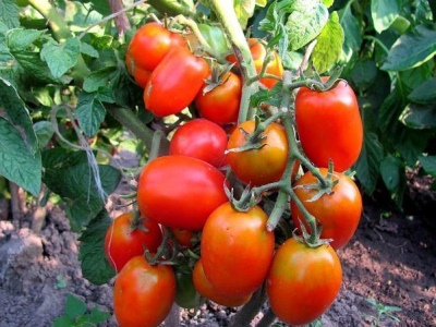 Pomidorowa akwarela