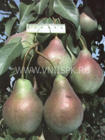 Gruszka