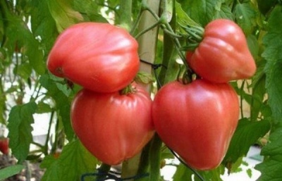 Pomidorowy Alsou