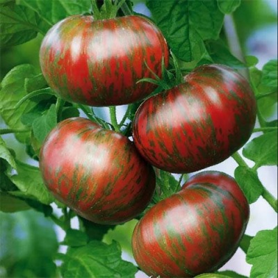 Pomidor amurski tygrys