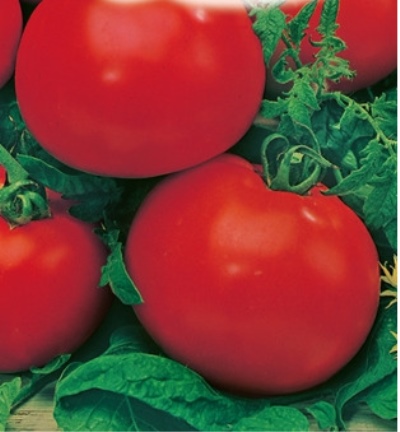 Pomidorowa Andromeda