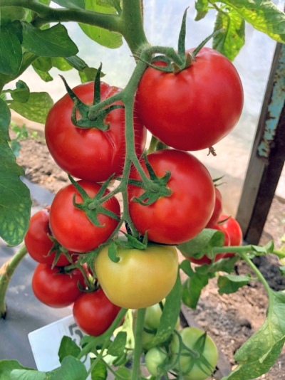 Pomidor Anyuta