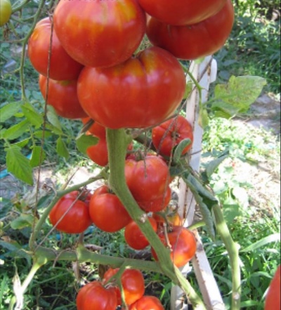 Pomidorowa Angela Gigant