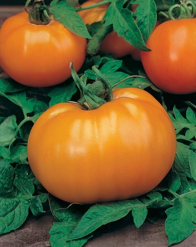 Pomidor Pomarańczowy