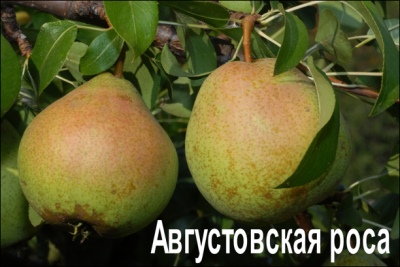 gruszka sierpniowa rosa