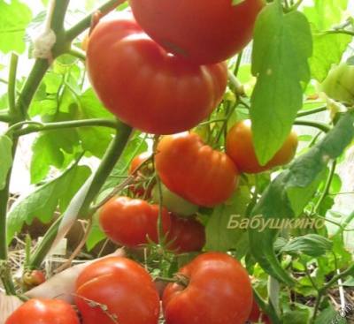 Pomidorowy Babuszkino