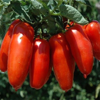 Baleriny Pomidorowe