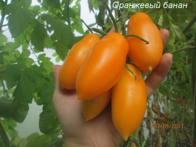 Pomarańczowy pomidor bananowy