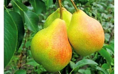 Gruszka Bananowa