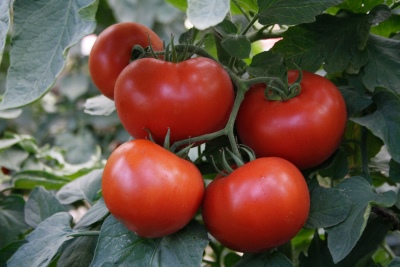 Pomidorowa Barin