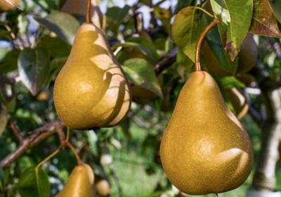 Gruszka Bere Bosc