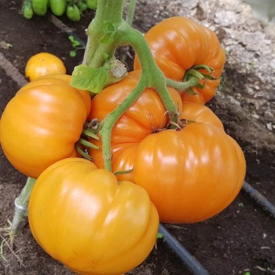 Żubr pomidorowy pomarańczowy