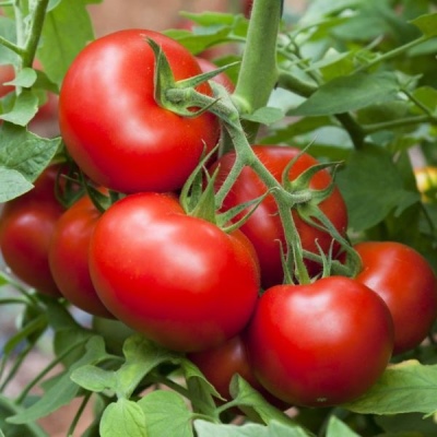 Pomidorowy Blagovest