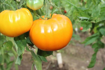 Pomidorowa Beczka Miodu
