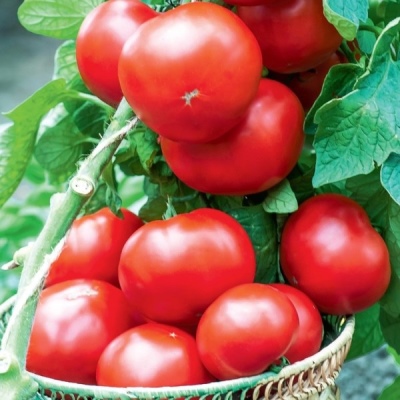 Pomidor Bogata chata