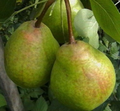 Bogate w gruszki
