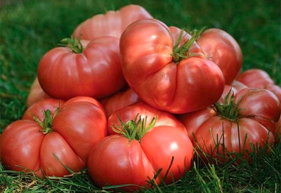 Brandy pomidorowa różowa