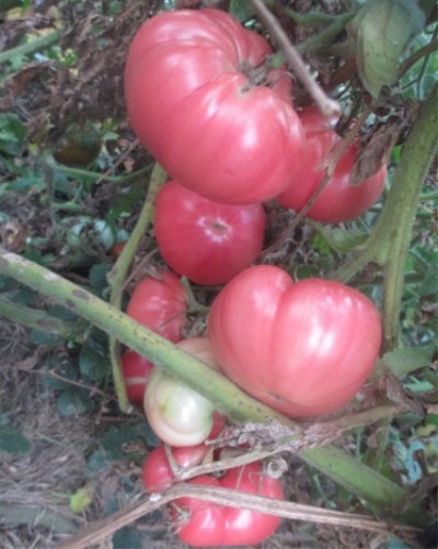 Pomidorowy Bugai różowy