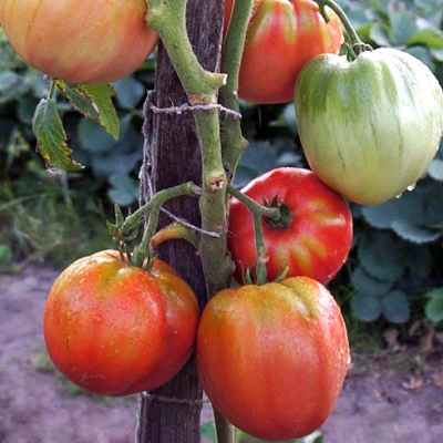 Pomidor portugalski Dacosta