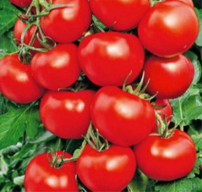 Pomidorowa torba na pieniądze