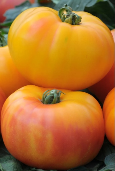 Pomidor Cudowny