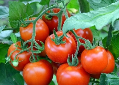 Rodzaj pomidora