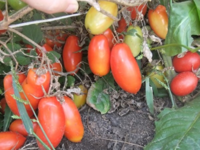 Gazpacho . Pomidorowy