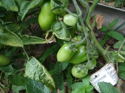 Pomidorowe cygaro hawana