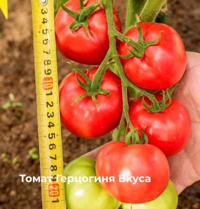 Pomidorowa Księżna Smaku